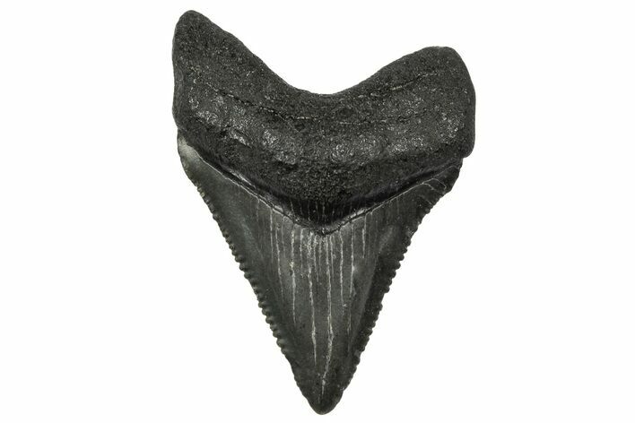Serrated, Juvenile Megalodon Tooth - South Carolina #340532